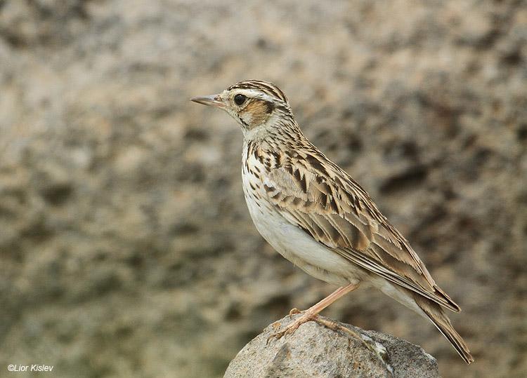  Woodlark   Lullula arborea  Wadi Meitzar ,Golan 01-05-11 Lior Kislev                                 